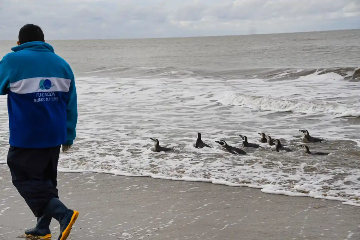 pingüinos - San Clemente del Tuyú