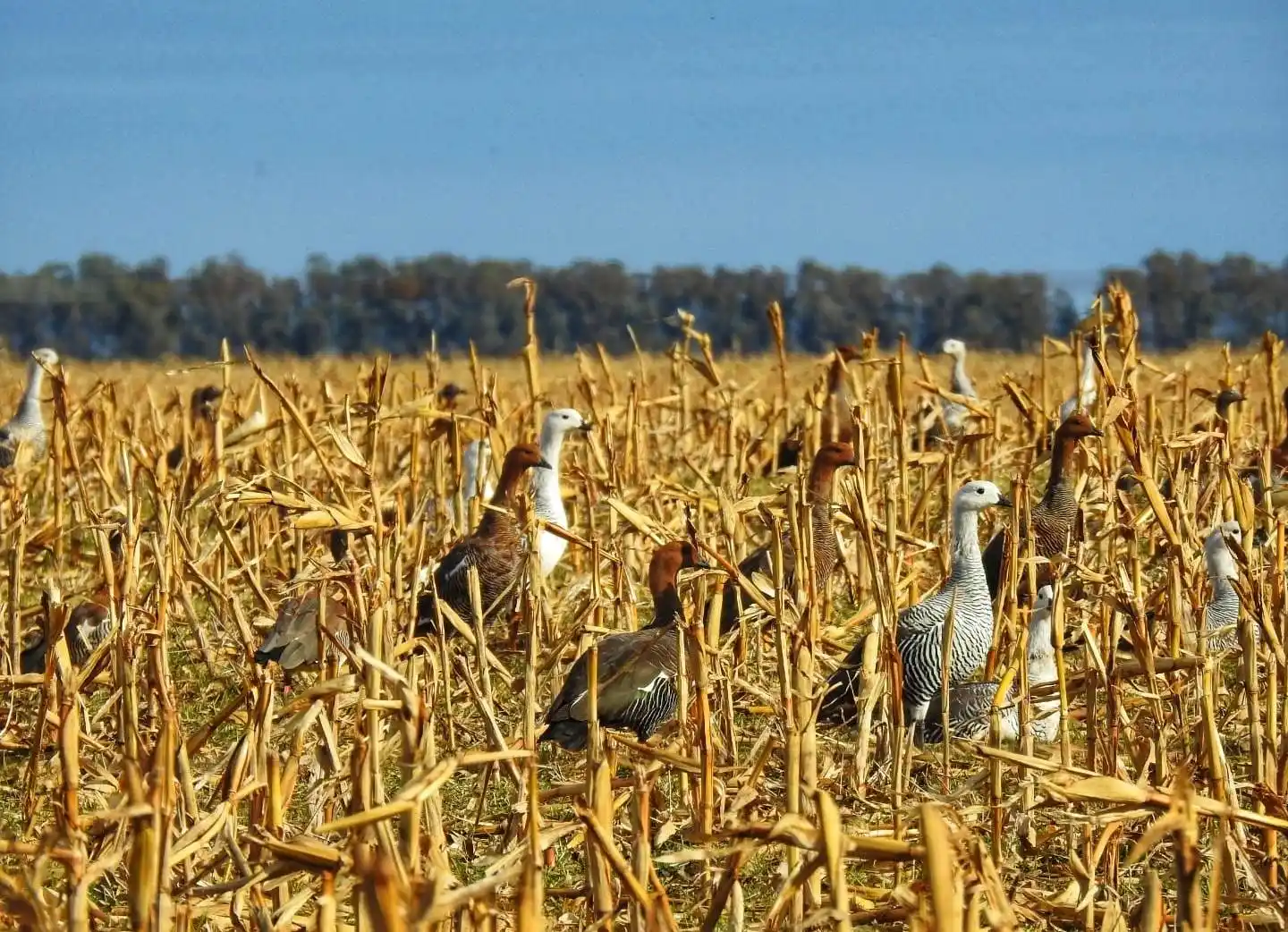Monitorean la presencia de cauquenes en zonas rurales de Tres Arroyos