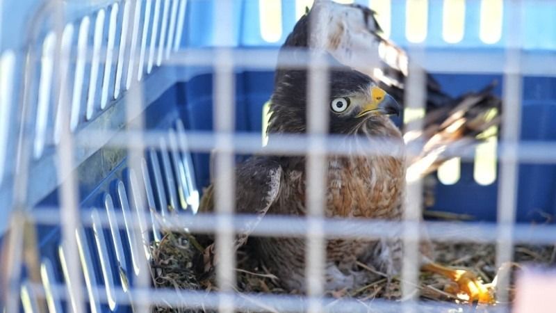 El ejemplar fue llevado en jaula a la plaza San Martín y luego soltado.