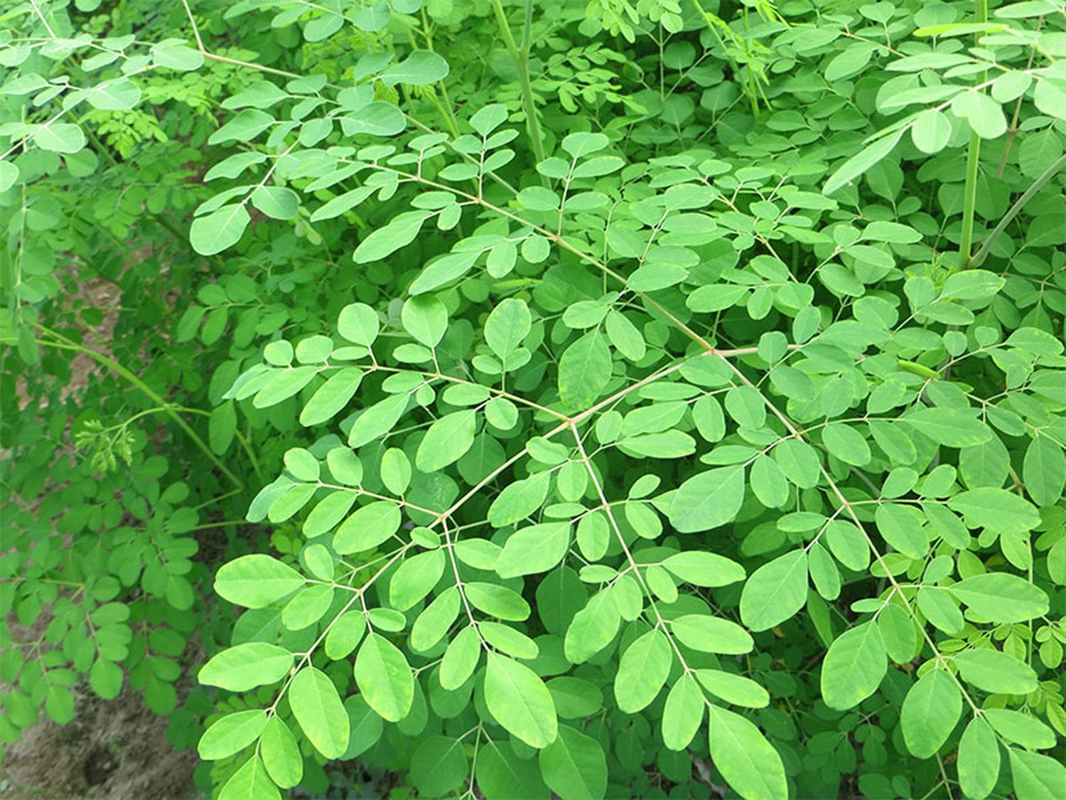 Los beneficios de la moringa, la planta milenaria que ya se cultiva en Argentina