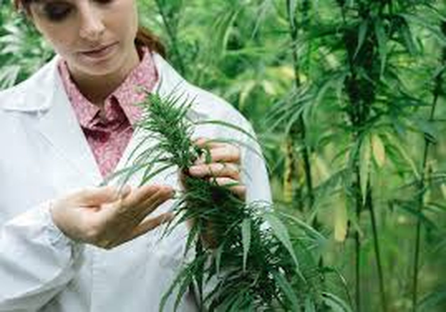 Se realizará una reunión académica sobre Epilepsia y Cannabis Medicinal en Gualeguaychú