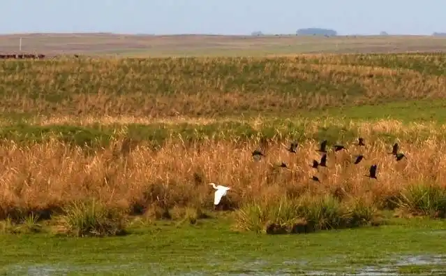 El Estado protegerá y preservará pastizales naturales