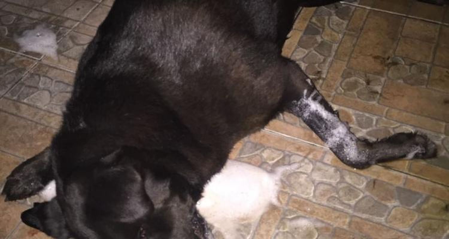Los envenenadores de perros continúan detenidos