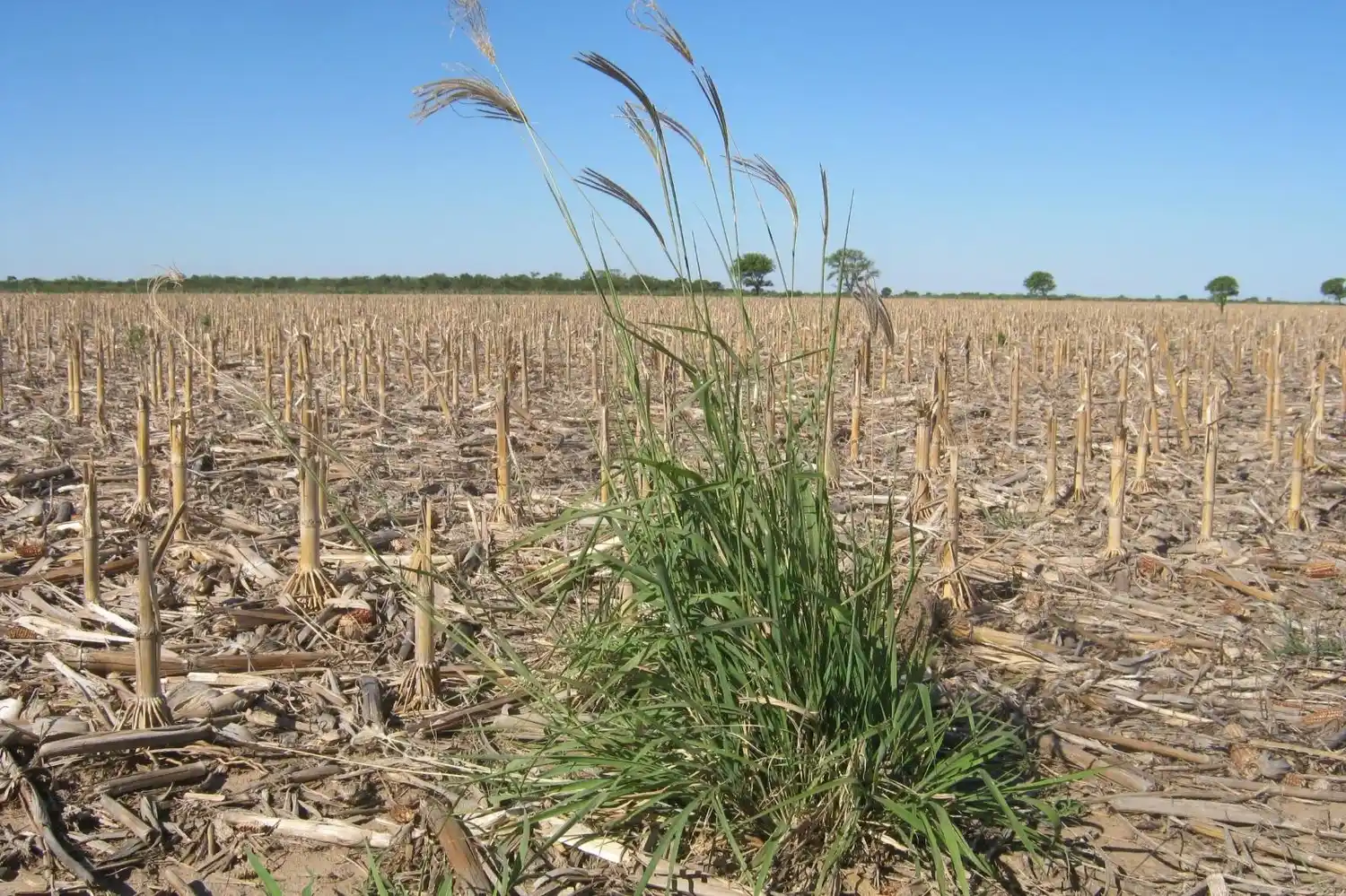 Alerta amarilla: la quinoa se suma al listado de malezas resistentes a glifosato