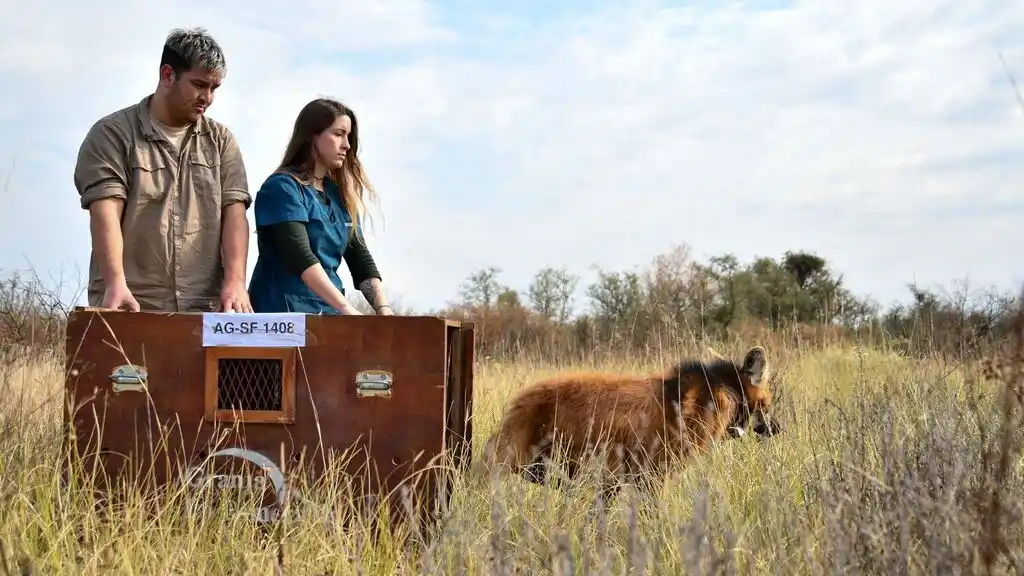 Liberaron un aguará guazú en su hábitat natural