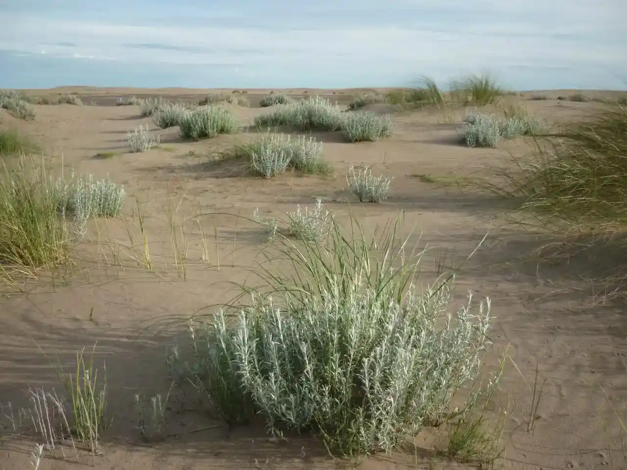 Dunas de la Pampa Austral