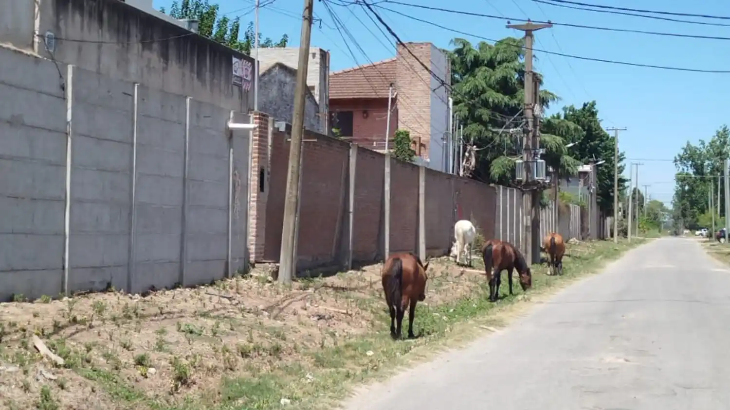 Caballos sueltos