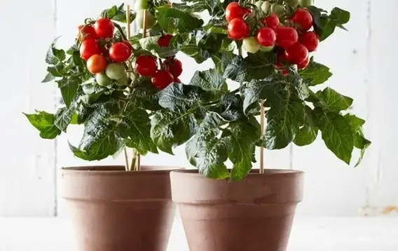 Los tomates