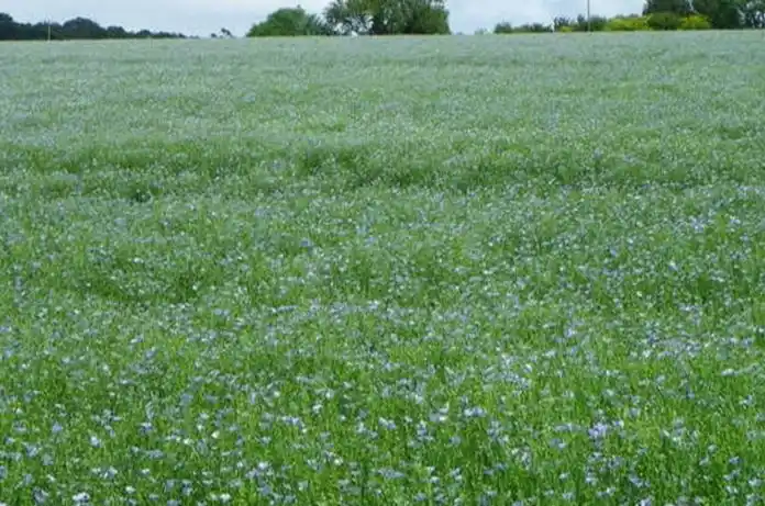 Finaliza la siembra de lino en Entre Ríos, un 18% mayor a la campaña pasada