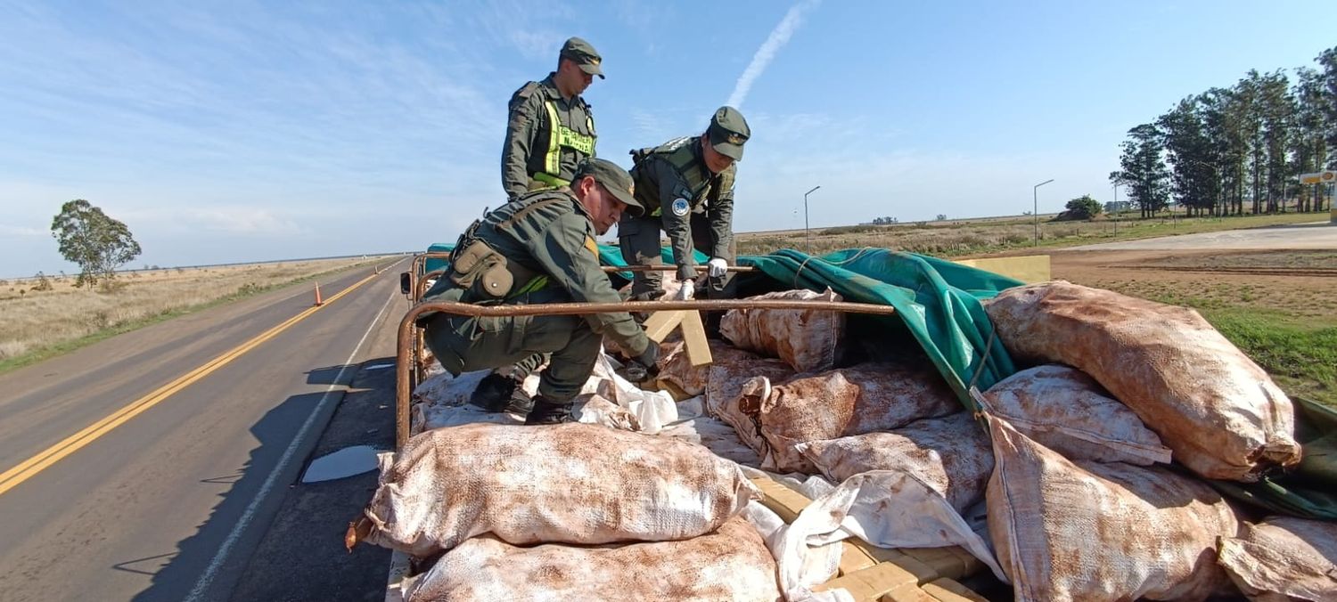 Secuestraron más de seis toneladas de marihuana ocultas en un cargamento de mandioca