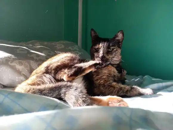 Desde este lunes, nuevas ubicaciones para castrar mascotas en Mar del Plata