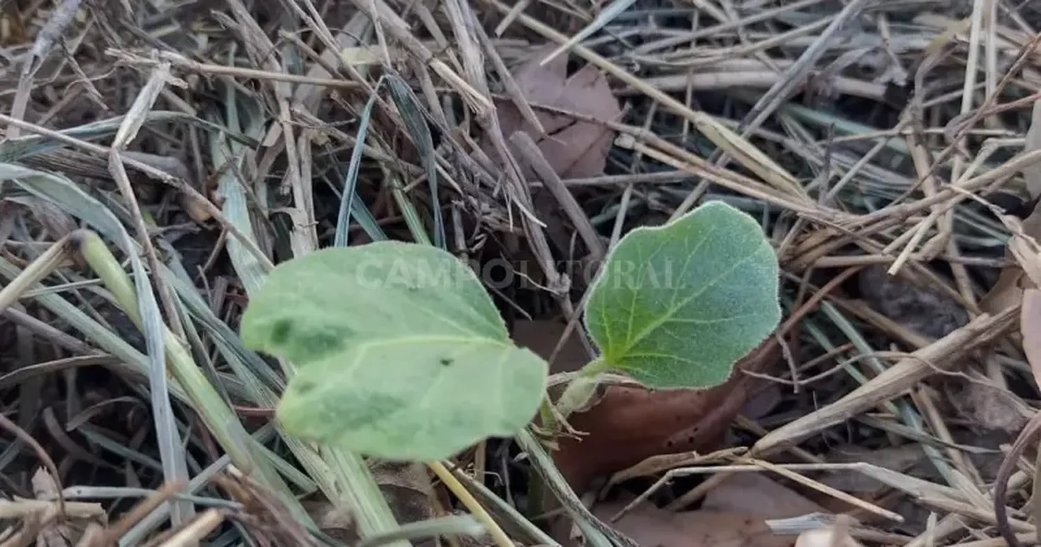 En Arequito, la agroecología como forma de vivir