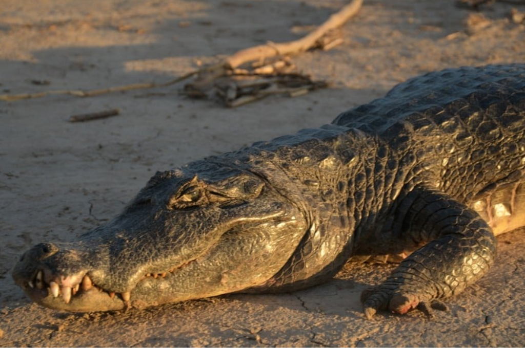 El reptil