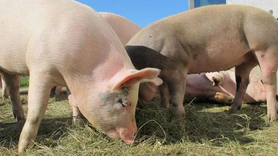 Semana de lucha contra la triquinosis: cómo evitar esta enfermedad