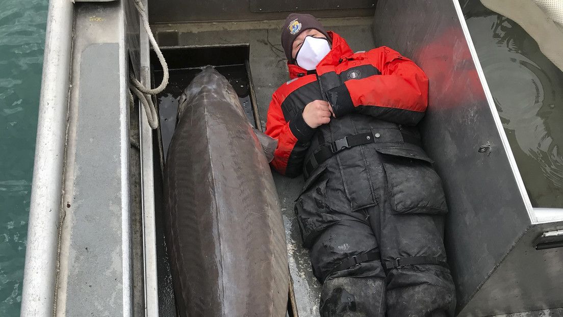 Pescan un esturión de lago de tamaño humano que nació hace unos 100 años