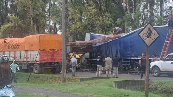 Temporal de lluvia: cayeron varios árboles, entre ellos una rama de grandes dimensiones que terminó sobre dos camiones
