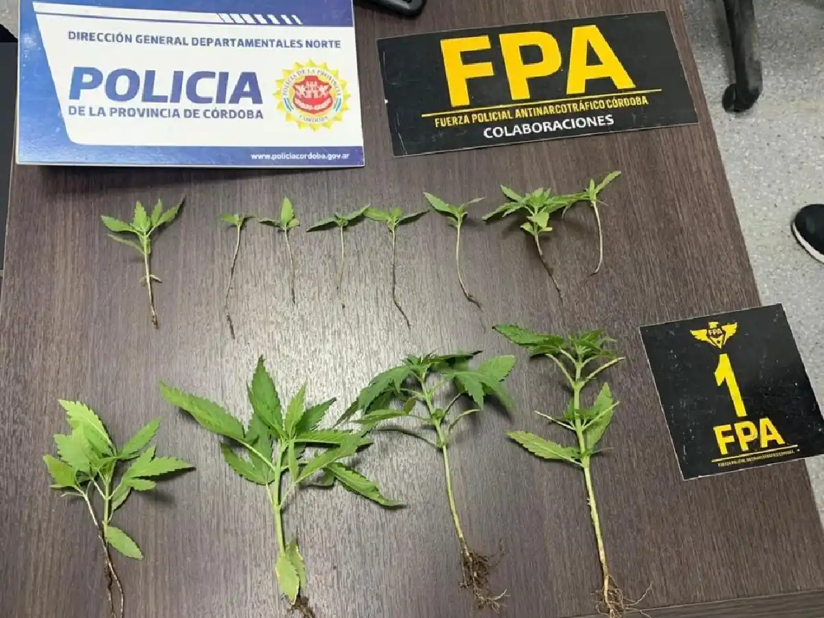 Un allanamiento por violencia familiar en Balnearia derivó en hallazgo de plantas de marihuana