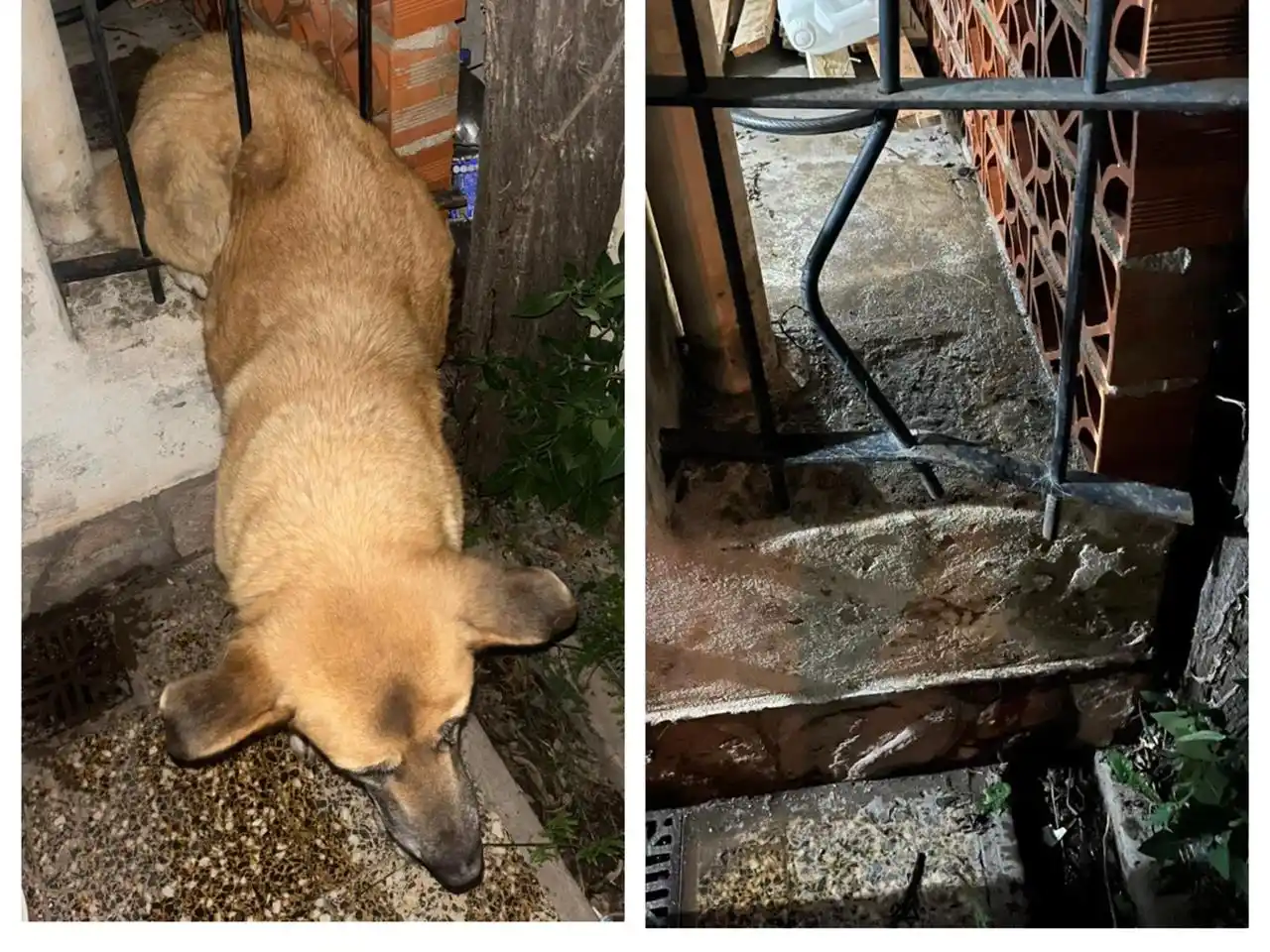 El animal intentó pasar por el diminuto lugar y quedó atrapado.