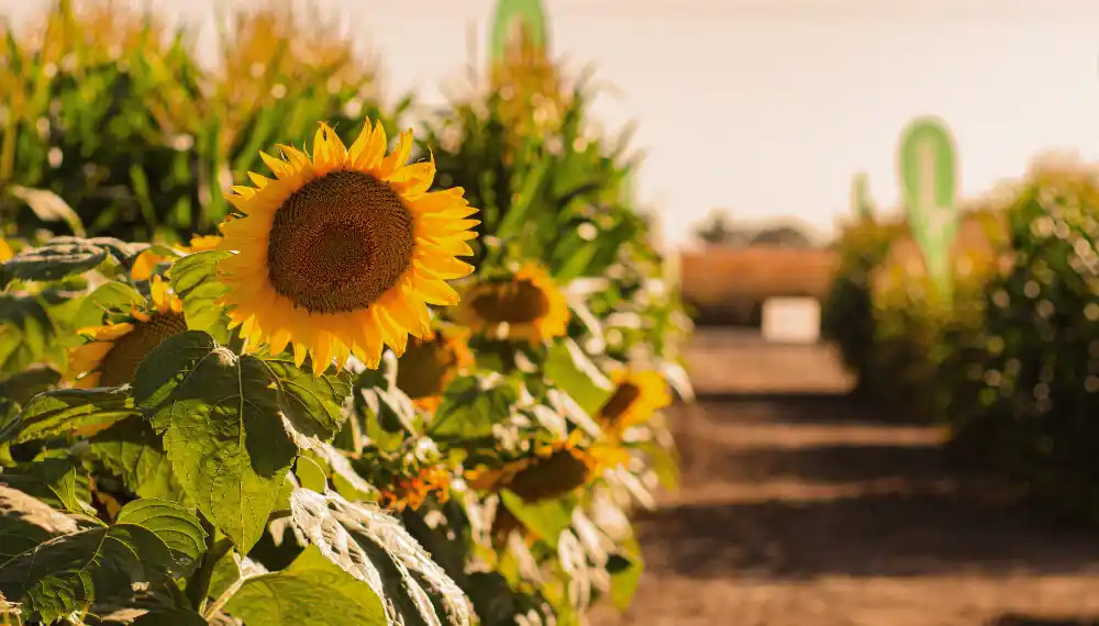 Un alivio que llega desde el sur de la región agrícola: destacan el buen estado del girasol local