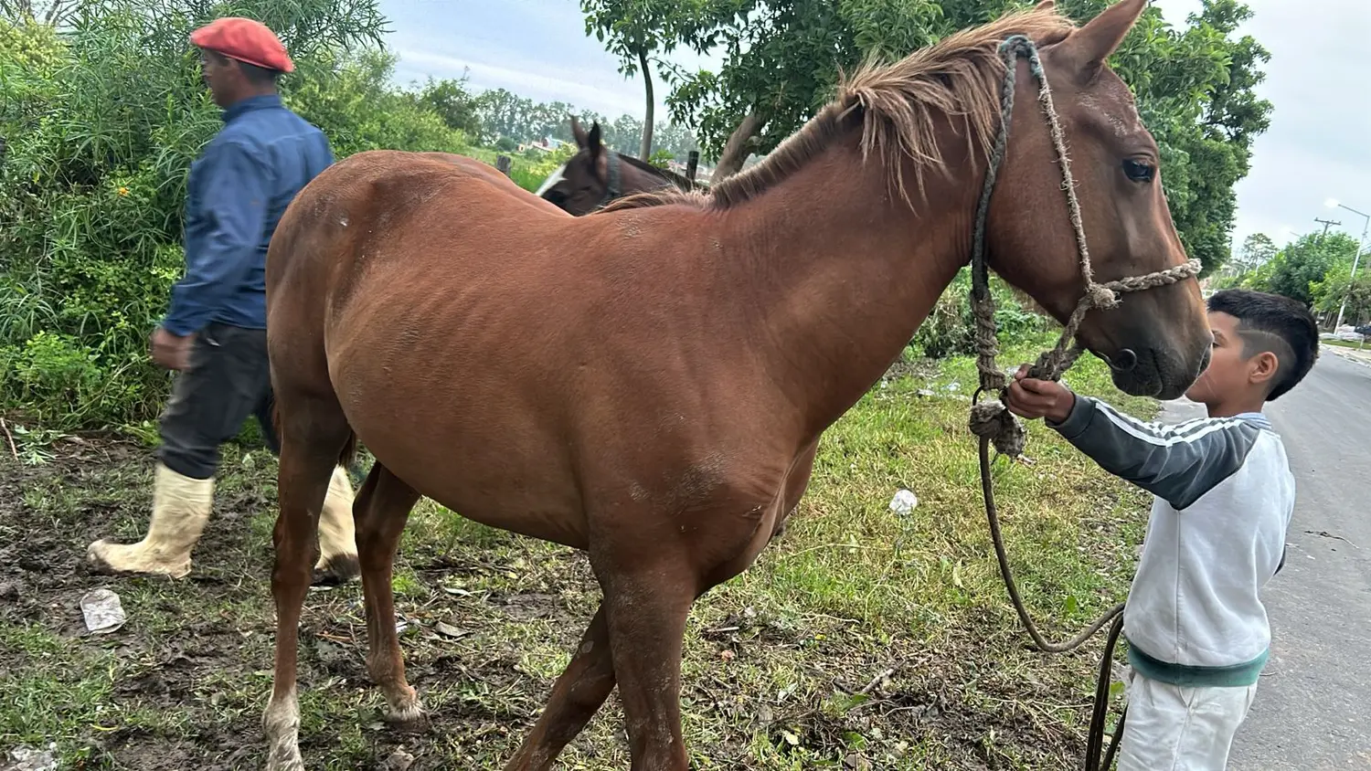Caballo extraviado: su dueño lo busca