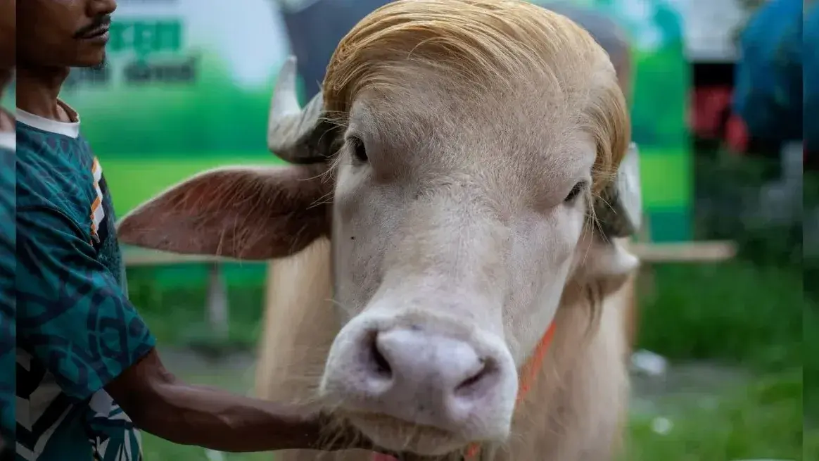 Video: un búfalo albino apodado “Donald Trump” se volvió furor en Bangladesh