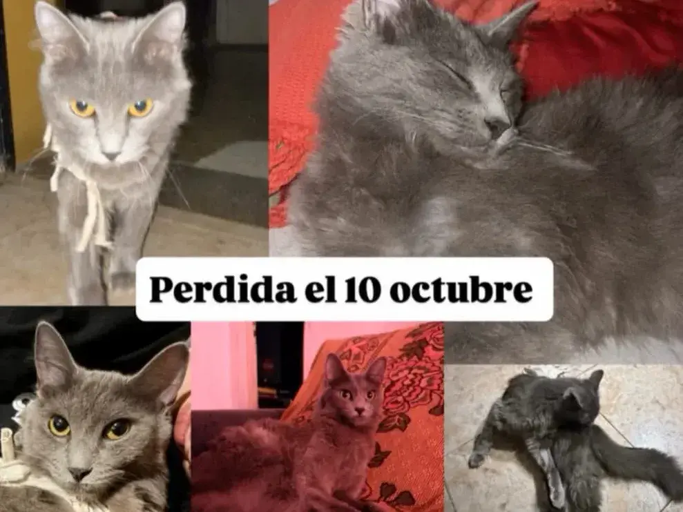 Buscan a Neblina: gata perdida en inmediaciones del Club Paraná