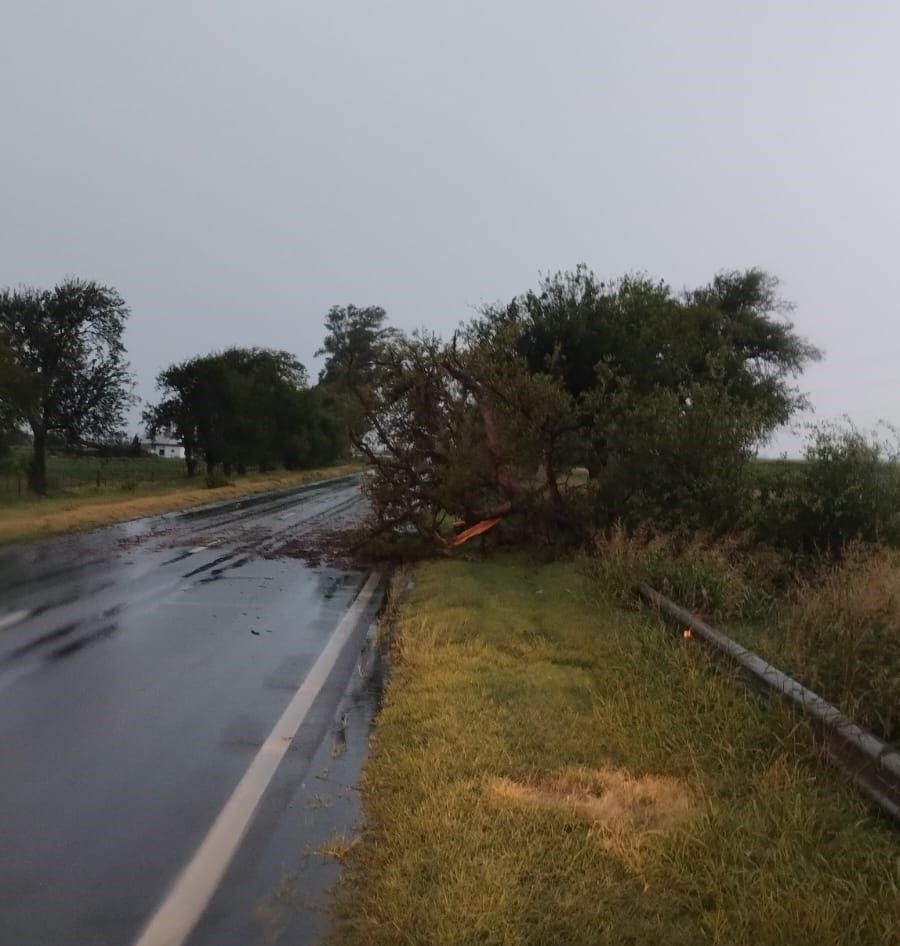 árbol caído