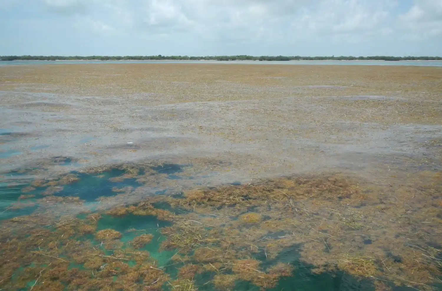 Incontrolables: los sargazos ya unen el Caribe con África