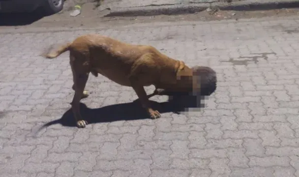 Perro peligroso