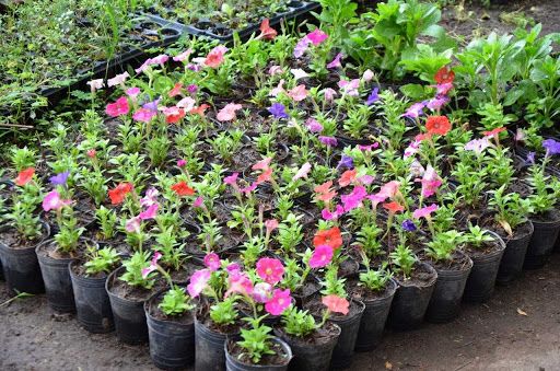 Feria de plantines