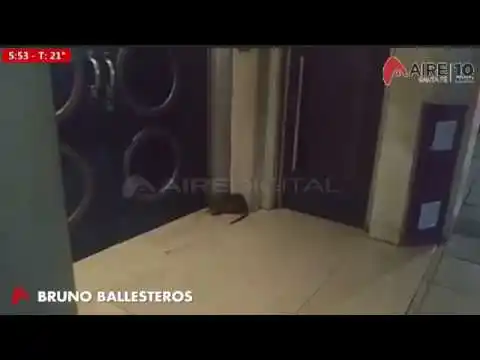 Apareció un carpincho bebé en pleno microcentro