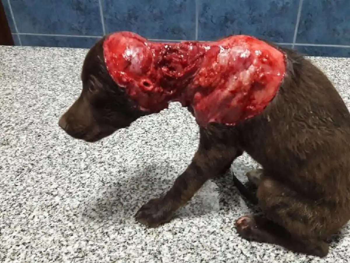 No se detiene la campaña de ayuda para el perrito víctima de una brutal agresión 