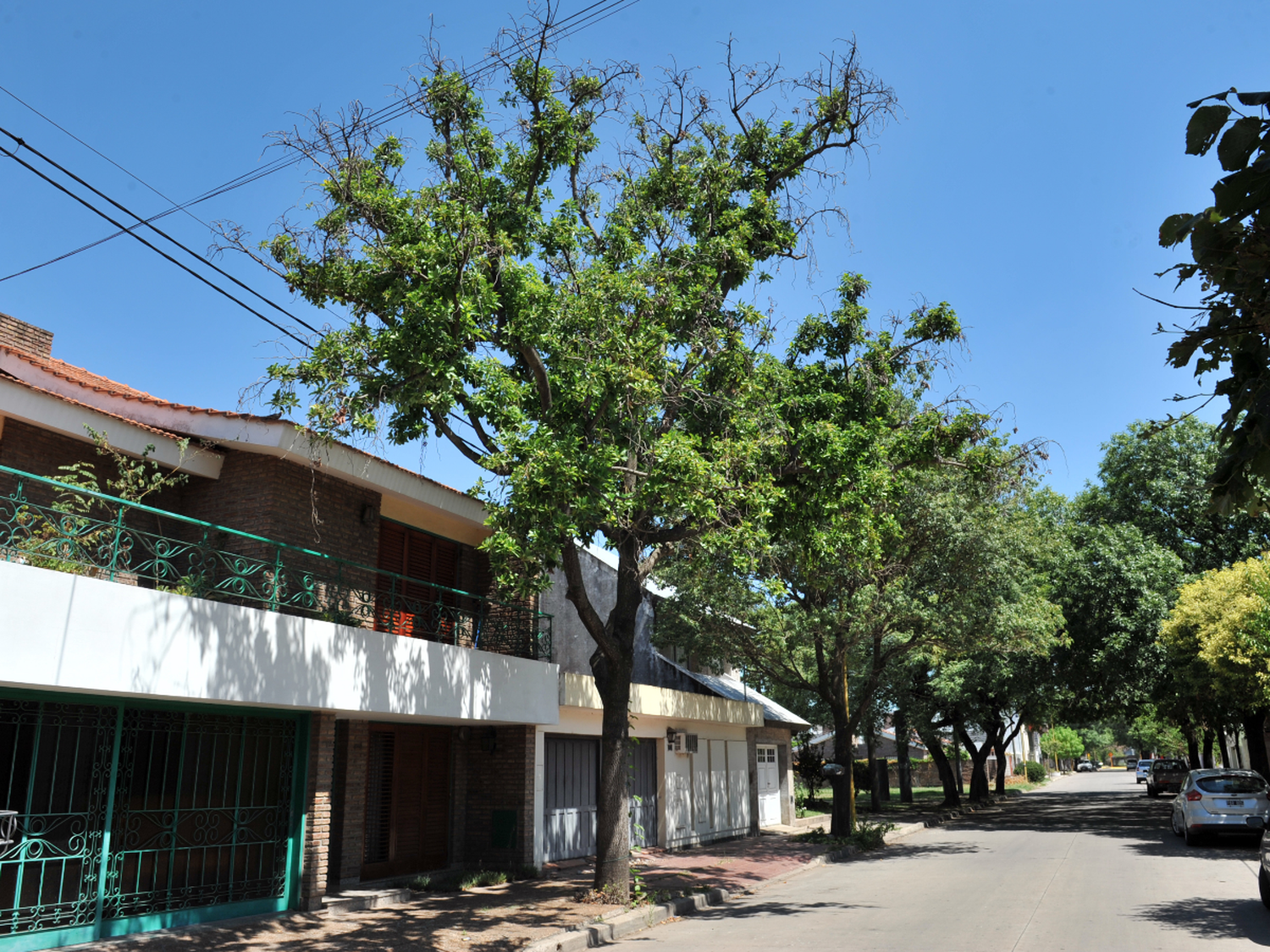 De la vereda al patio, pocos árboles frutales sobreviven en calle