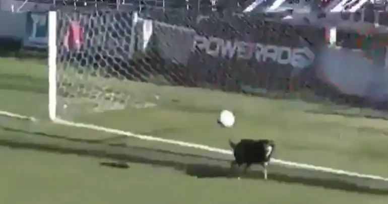 Video: un perrito entrerriano se metió a un partido y evitó un gol