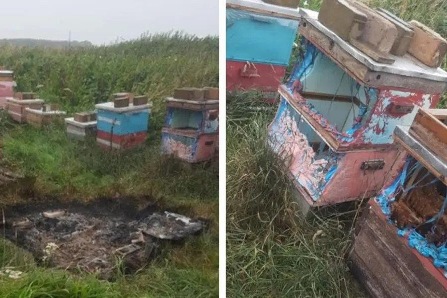 Pérdidas totales: un apicultor perdió todas sus colmenas tras un incendio aparentemente intencional