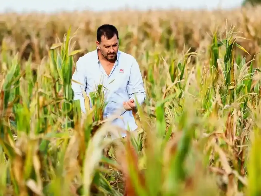Es fundamental continuar monitoreando la chicharrita, tanto con trampas como en cultivos. Foto: Archivo
