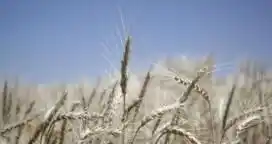 Según la FAO: “Mejoran las perspectivas mundiales para el maíz, trigo y arroz”