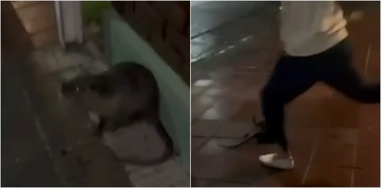 Los jóvenes que se grabaron mientras mataban a un coipo en Bahía Blanca dicen que recibieron amenazas