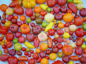 Florencio Varela: Primera planta de empaque de tomates