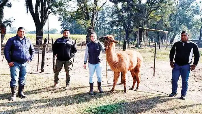 El Conicet apuesta a las llamas: harán pruebas  para obtener �Ssuero hiperinmune⬝