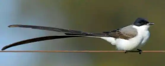 Con  octubre llegan las aves migratorias