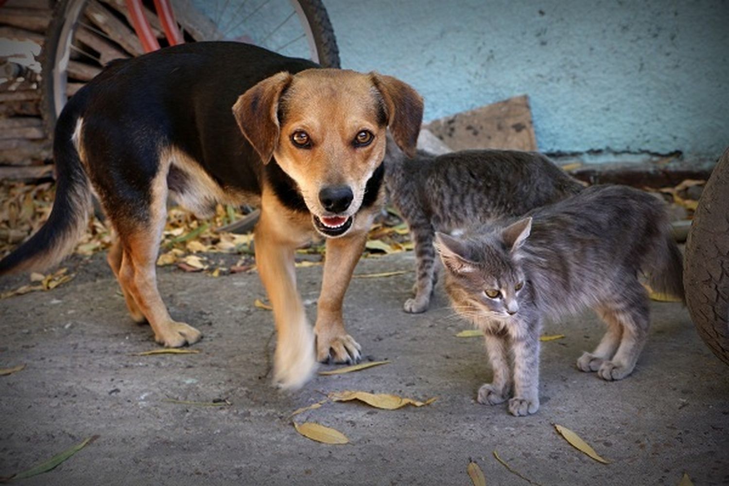 Crueldad absoluta: tres adolescentes mataron un perro a puñaladas