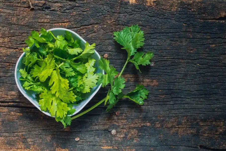En la medicina popular, el agua de cilantro ha sido uno de los remedios más utilizados entre quienes buscan dormir mejor.