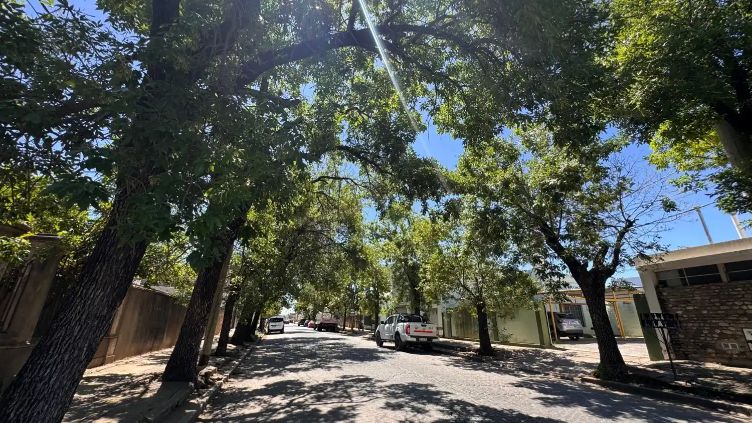 Censo arbóreo: detectan faltantes de hasta el 35% de árboles según el barrio