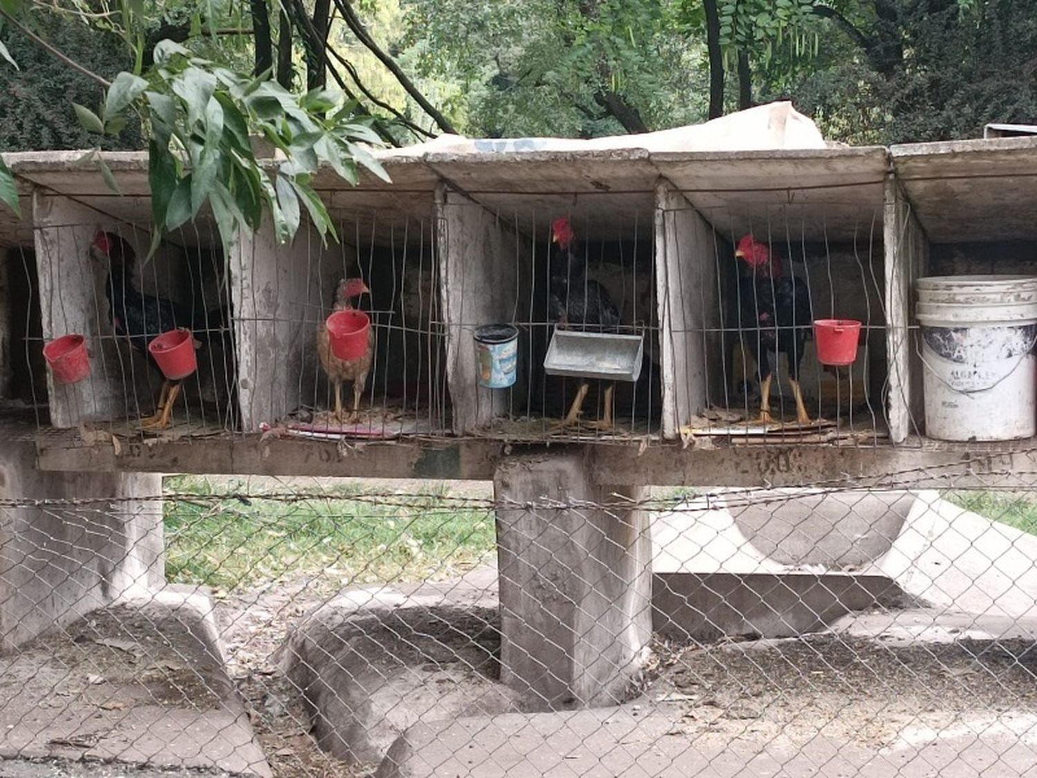 Denuncian que en un bioparque municipal de Olavarría crían gallos de riña