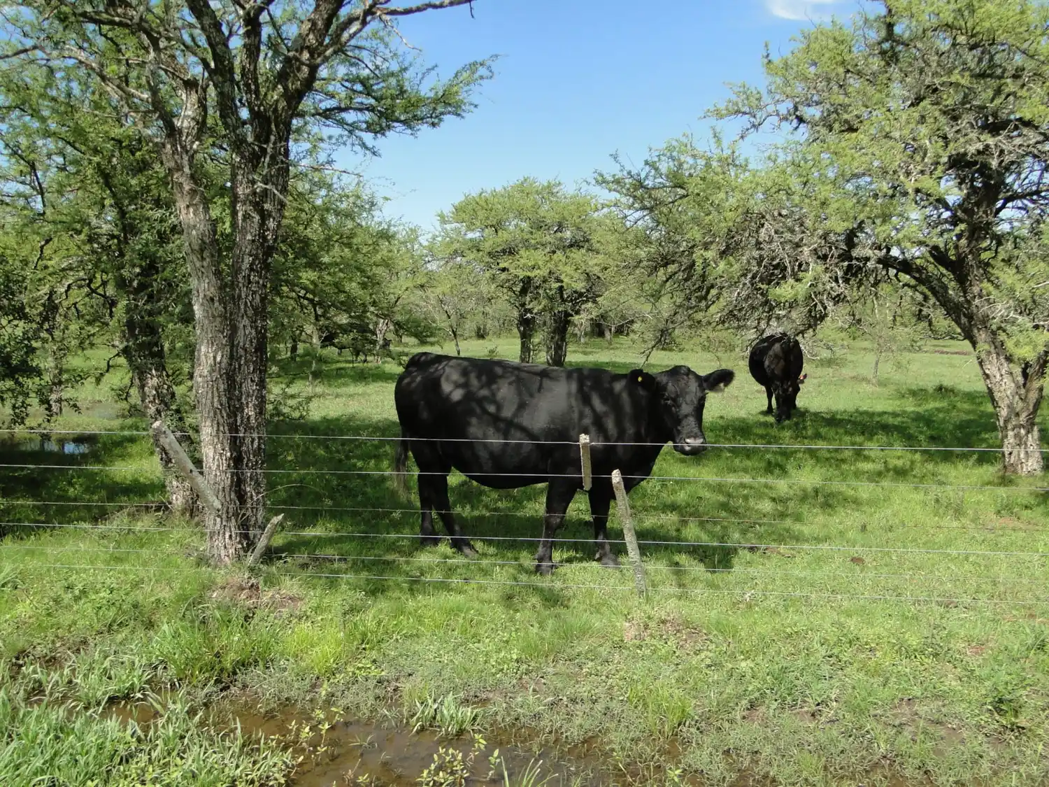 Un toro Angus es el primer bovino con Declaración Ambiental de Producto