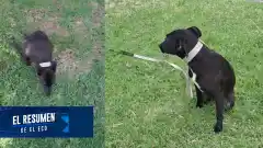 Abandonan a una cachorra paralítica en las puertas del Colegio de Veterinarios
