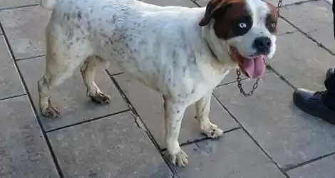 Perrito Encontrado