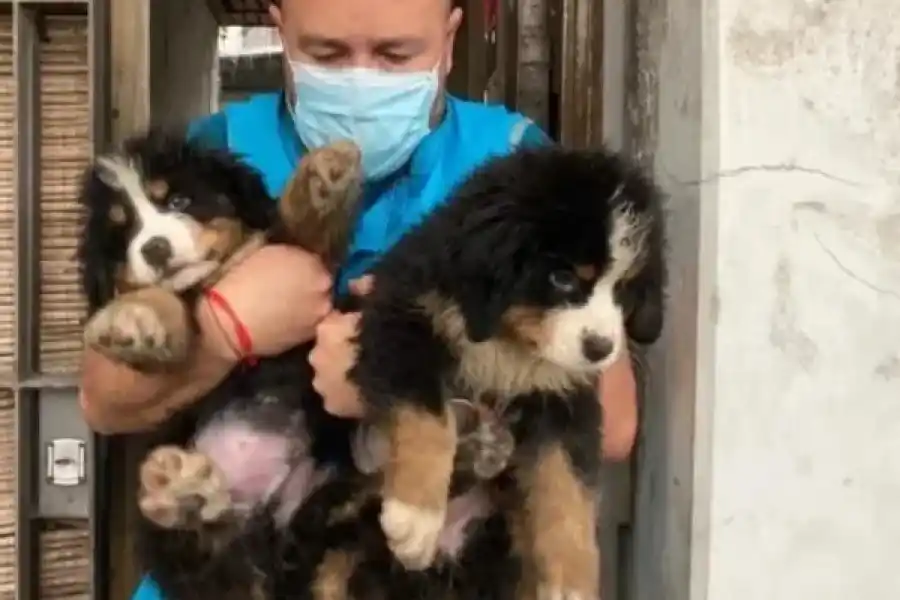 Pompeya: rescataron a 17 perros hacinados de un criadero ilegal