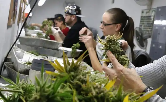Elección en EEUU: apoyo a la marihuana y a la pena de muerte